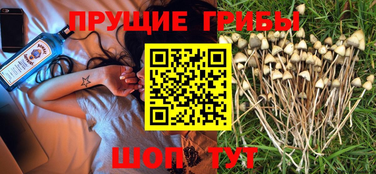 Галлюциногенные грибы Cubensis Одинцово